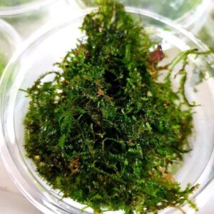 Vesicularia sp. 'Mini Christmas Moss' - Portion